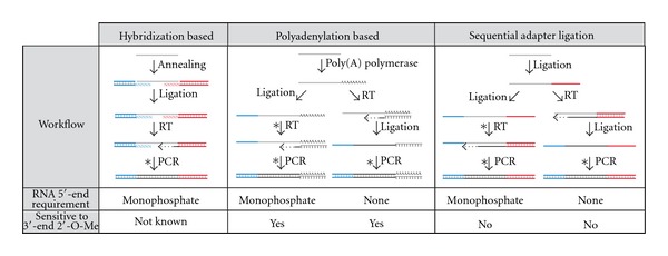 Small RNA expression profiling by high-throughput sequencing: implications of enzymatic manipulation.