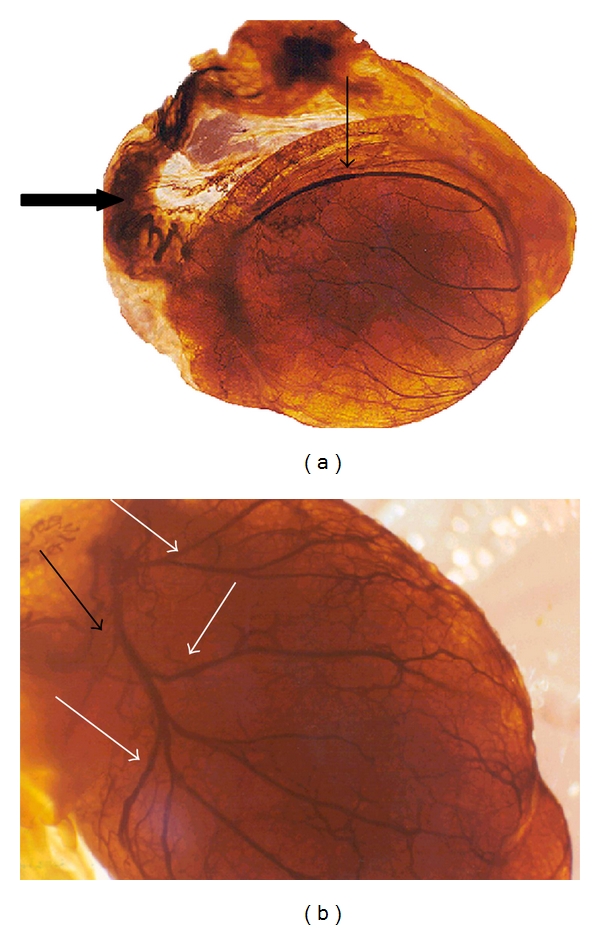 Seasonal Changes in Testes Vascularisation in the Domestic Cat (Felis domesticus): Evaluation of Microvasculature, Angiogenic Activity, and Endothelial Cell Expression.