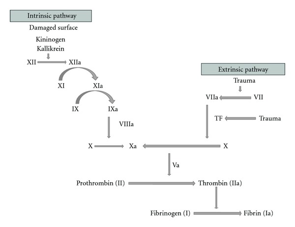 Factor v leiden and inflammation.