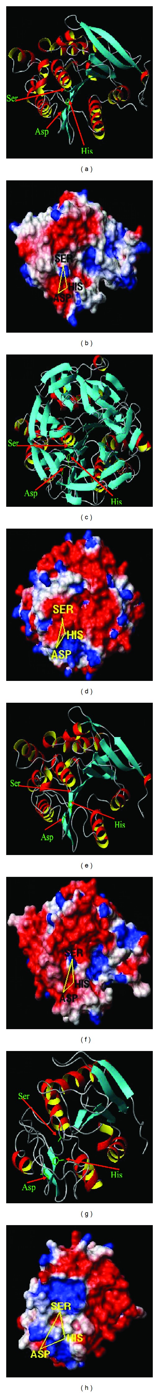 Three-Dimensional Molecular Modeling of a Diverse Range of SC Clan Serine Proteases.