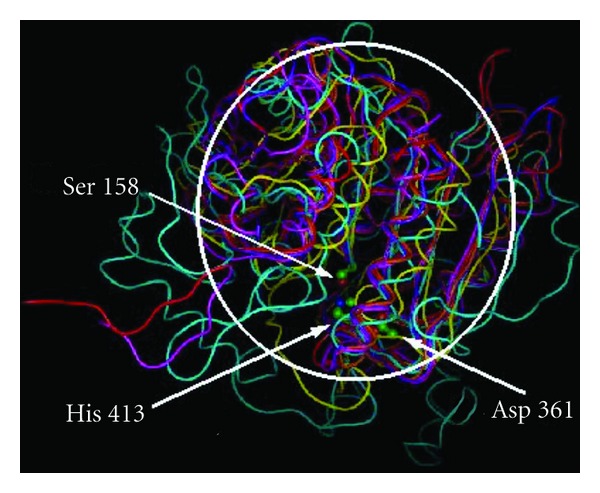 Three-Dimensional Molecular Modeling of a Diverse Range of SC Clan Serine Proteases.