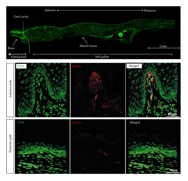 Origin and regenerative potential of vertebrate mechanoreceptor-associated stem cells.