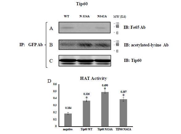 Endoplasmic Reticulum (ER) Stress Enhances Tip60 (A Histone Acetyltransferase) Binding to the Concanavalin A.