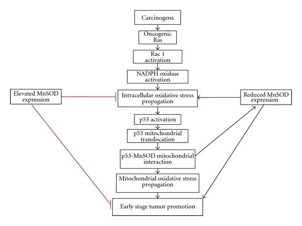 Oxidative Stress Induced by MnSOD-p53 Interaction: Pro- or Anti-Tumorigenic?