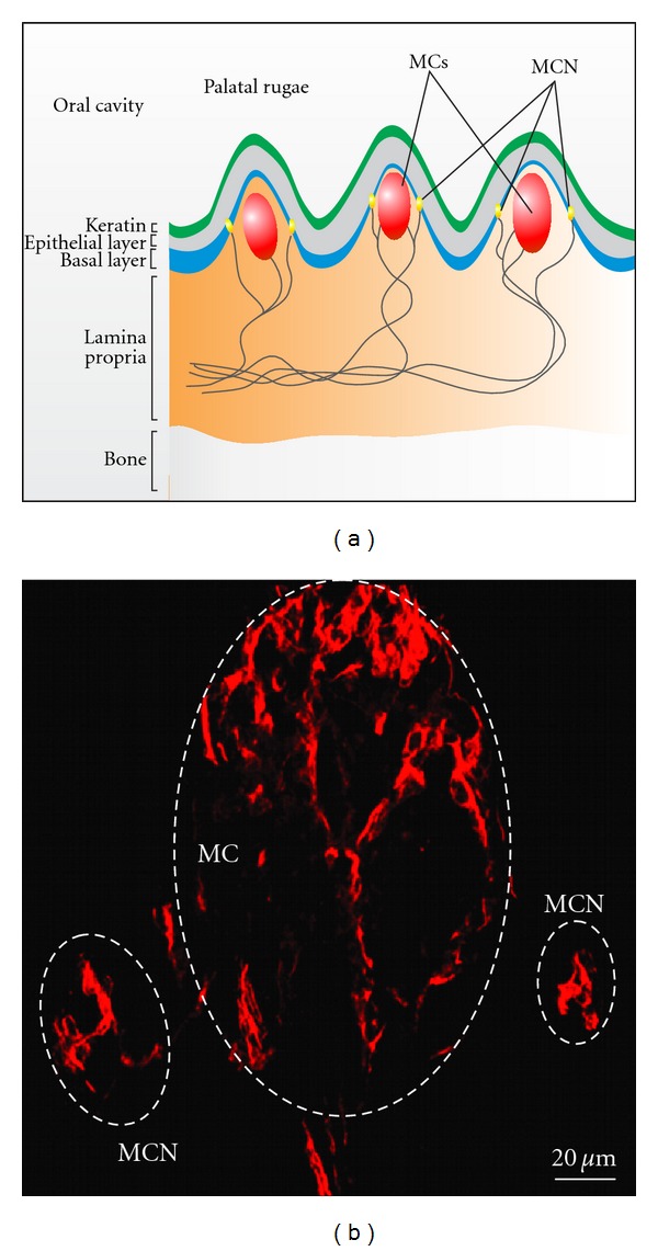 Origin and regenerative potential of vertebrate mechanoreceptor-associated stem cells.