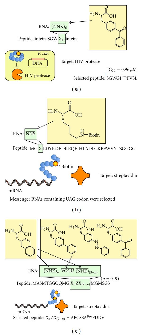 Genetically encoded libraries of nonstandard peptides.