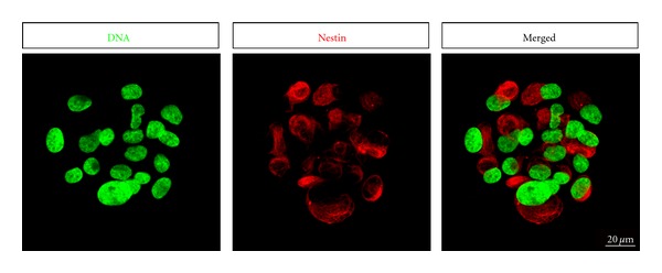 Origin and regenerative potential of vertebrate mechanoreceptor-associated stem cells.