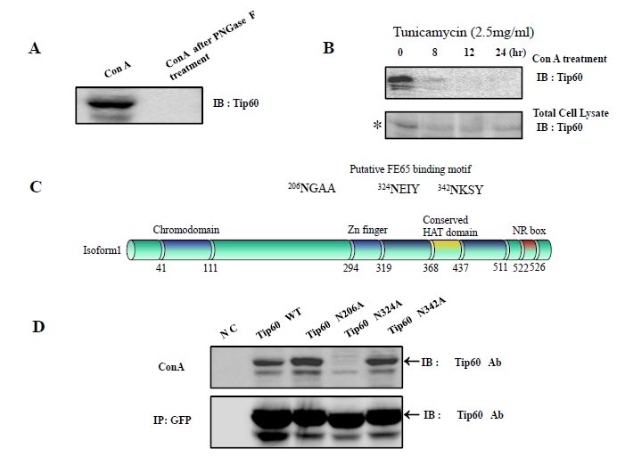 Endoplasmic Reticulum (ER) Stress Enhances Tip60 (A Histone Acetyltransferase) Binding to the Concanavalin A.