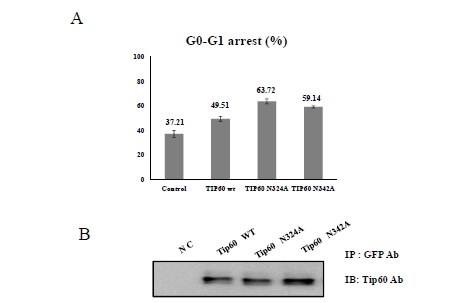 Endoplasmic Reticulum (ER) Stress Enhances Tip60 (A Histone Acetyltransferase) Binding to the Concanavalin A.