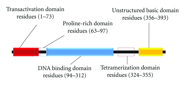 Oxidative Stress Induced by MnSOD-p53 Interaction: Pro- or Anti-Tumorigenic?