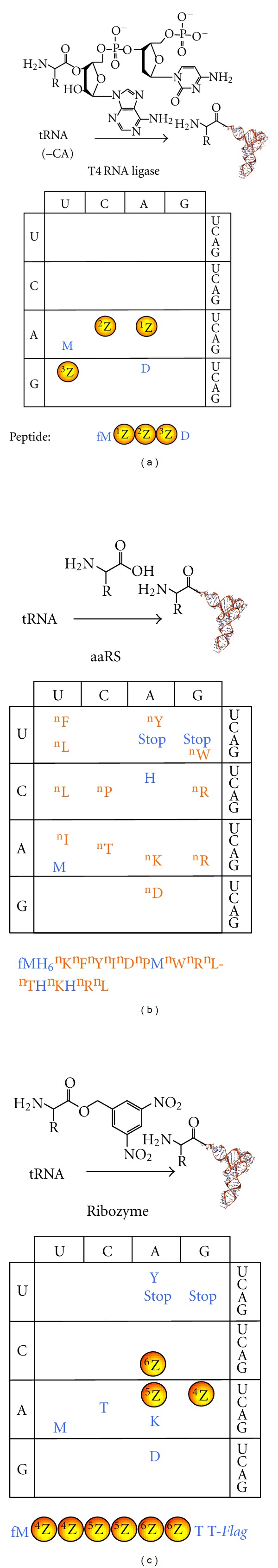 Genetically encoded libraries of nonstandard peptides.