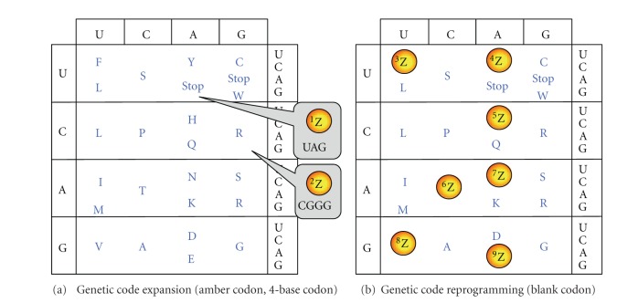 Genetically encoded libraries of nonstandard peptides.