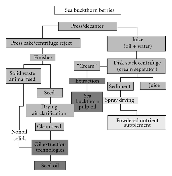 Remedial Prospective of Hippophae rhamnoides Linn. (Sea Buckthorn).