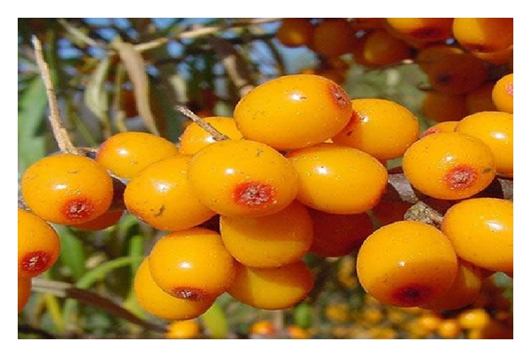 Remedial Prospective of Hippophae rhamnoides Linn. (Sea Buckthorn).