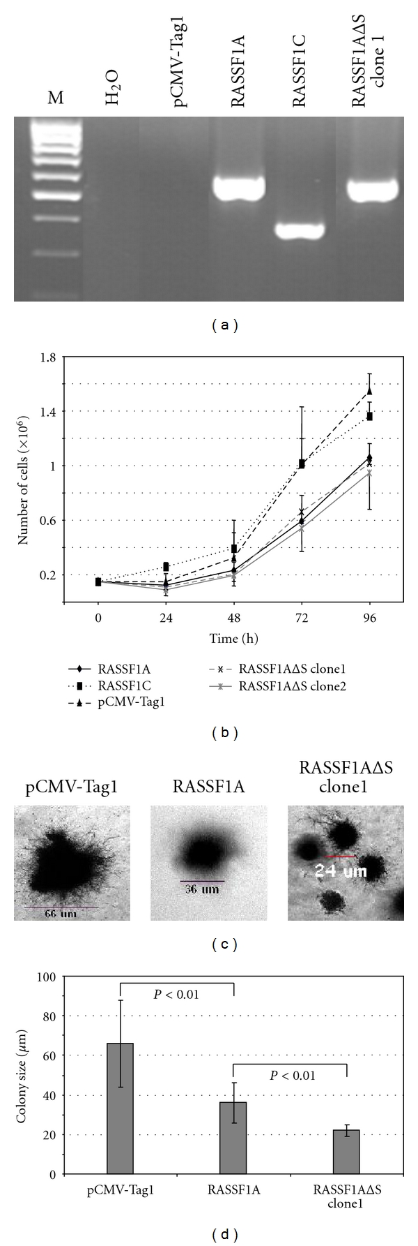 The SARAH Domain of RASSF1A and Its Tumor Suppressor Function.