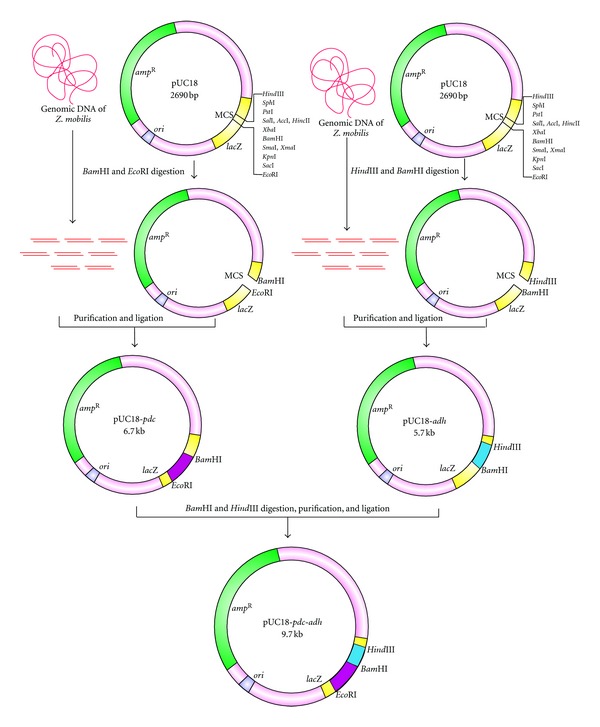 Cellulosic Ethanol Production by Recombinant Cellulolytic Bacteria Harbouring pdc and adh II Genes of Zymomonas mobilis.