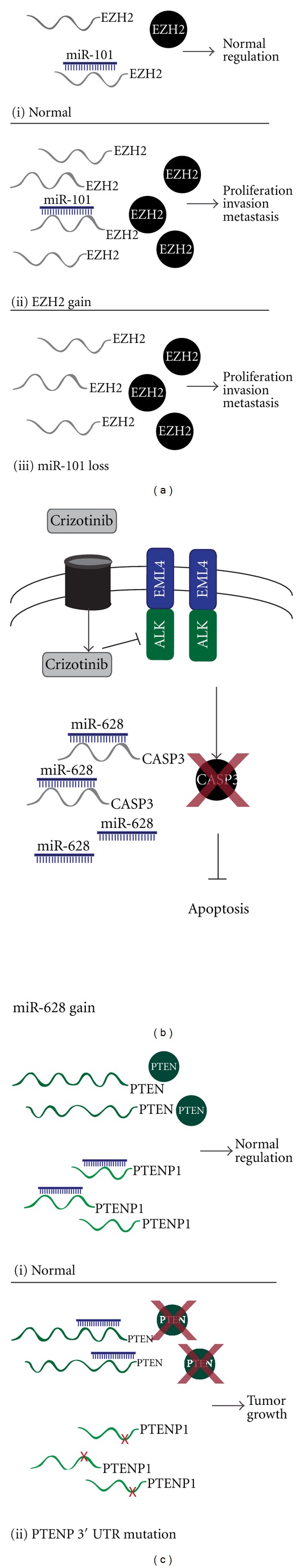 Mechanistic Roles of Noncoding RNAs in Lung Cancer Biology and Their Clinical Implications.