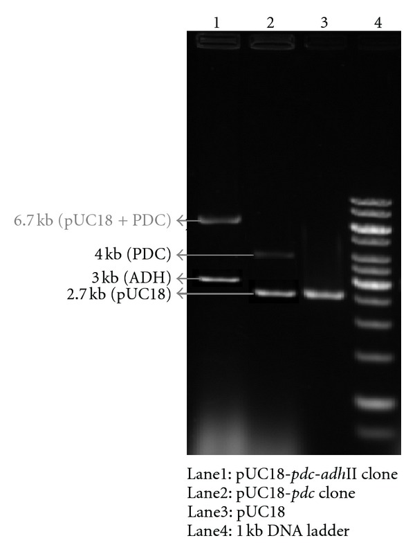 Cellulosic Ethanol Production by Recombinant Cellulolytic Bacteria Harbouring pdc and adh II Genes of Zymomonas mobilis.