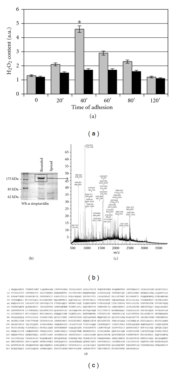 Redox Regulation of Nonmuscle Myosin Heavy Chain during Integrin Engagement.