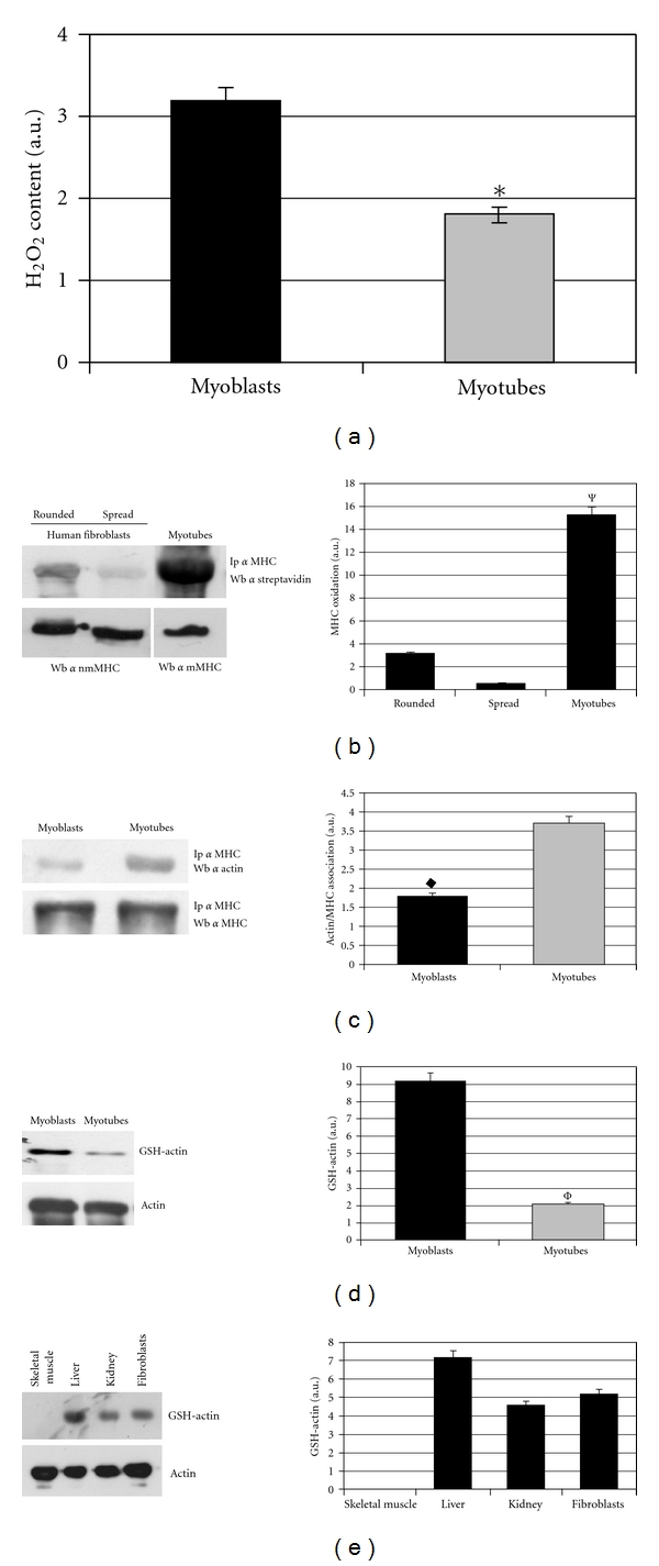 Redox Regulation of Nonmuscle Myosin Heavy Chain during Integrin Engagement.