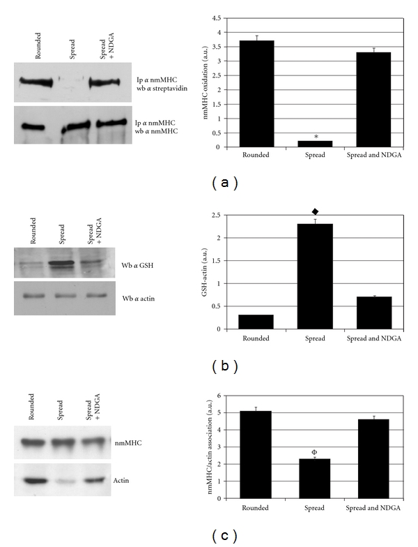Redox Regulation of Nonmuscle Myosin Heavy Chain during Integrin Engagement.