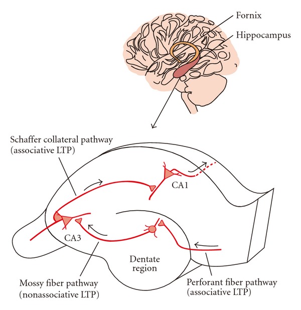 Role of functional MRI in presurgical evaluation of memory function in temporal lobe epilepsy.