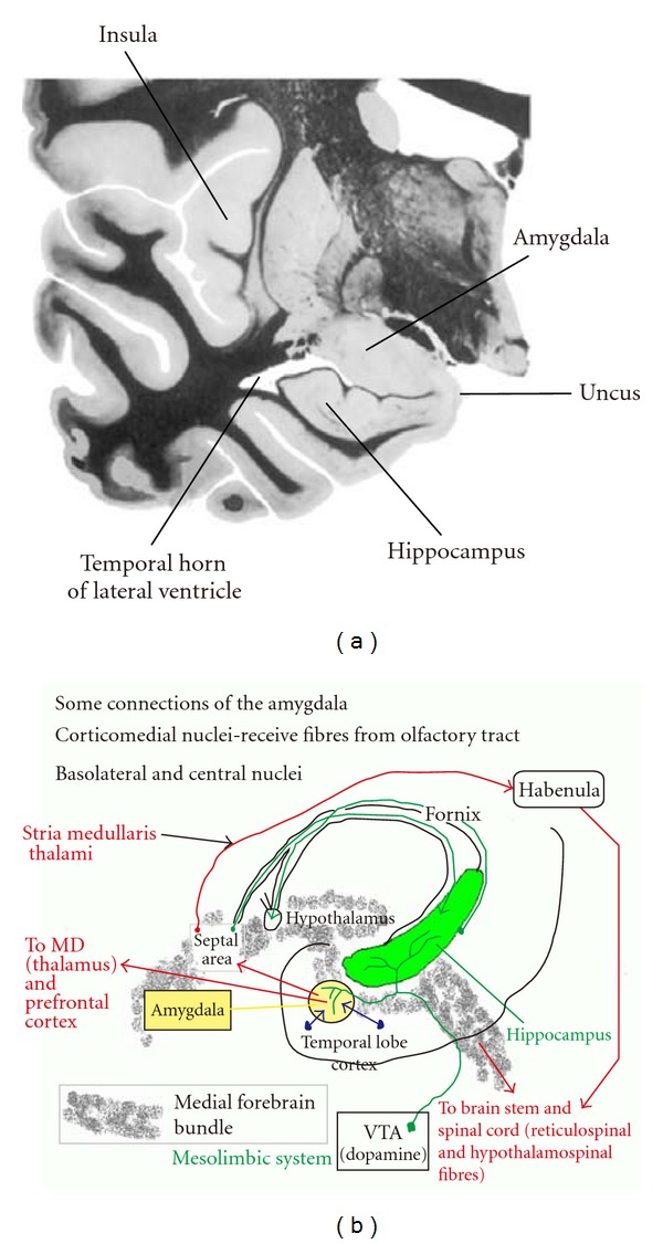 Role of functional MRI in presurgical evaluation of memory function in temporal lobe epilepsy.