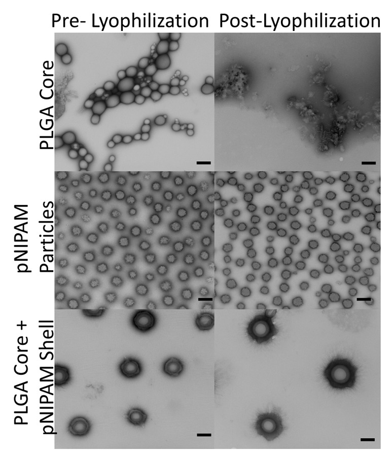 Synthesis and characterization of a poly(lactic-co-glycolic acid) core + poly(N-isopropylacrylamide) shell nanoparticle system.