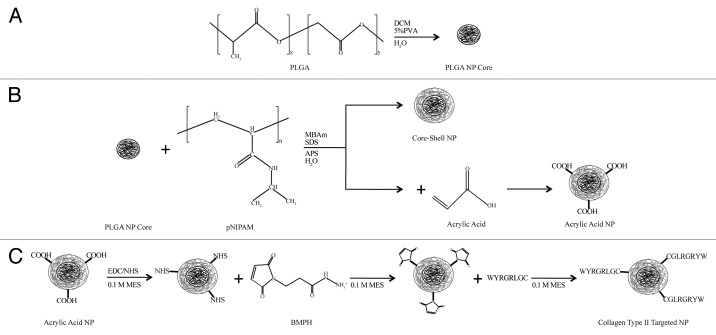 Synthesis and characterization of a poly(lactic-co-glycolic acid) core + poly(N-isopropylacrylamide) shell nanoparticle system.