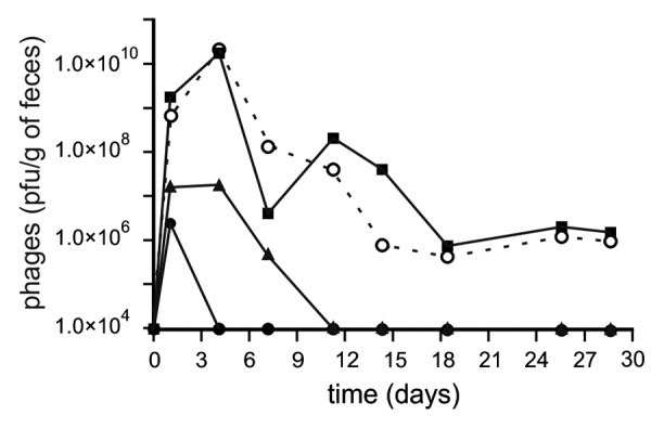 On the interactions between virulent bacteriophages and bacteria in the gut.