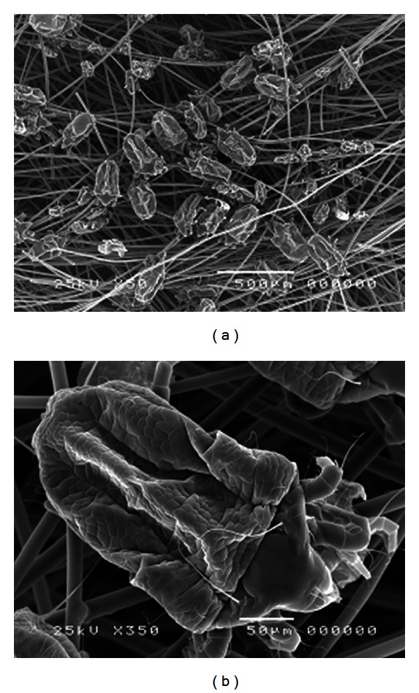 Effect of Activated Charcoal Fibers on the Survival of the House Dust Mite, Dermatophagoides pteronyssinus: A Pilot Study.