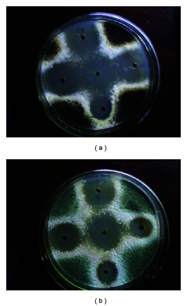 Essential Oils of Plants as Biocides against Microorganisms Isolated from Cuban and Argentine Documentary Heritage.
