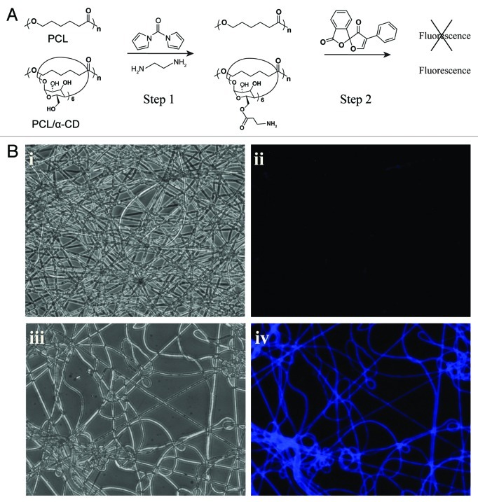 Multifunctional aliphatic polyester nanofibers for tissue engineering.