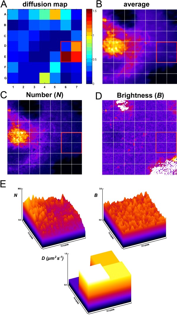 Two-photon time-lapse microscopy of BODIPY-cholesterol reveals anomalous sterol diffusion in chinese hamster ovary cells.