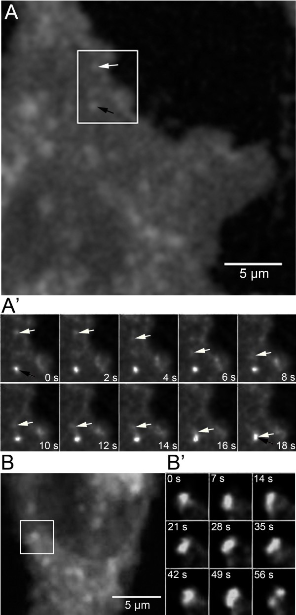 Two-photon time-lapse microscopy of BODIPY-cholesterol reveals anomalous sterol diffusion in chinese hamster ovary cells.