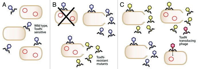 Viral molecular mimicry circumvents abortive infection and suppresses bacterial suicide to make hosts permissive for replication.