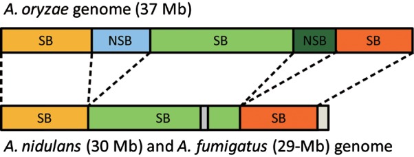 Comparative genome analysis between Aspergillus oryzae strains reveals close relationship between sites of mutation localization and regions of highly divergent genes among Aspergillus species.