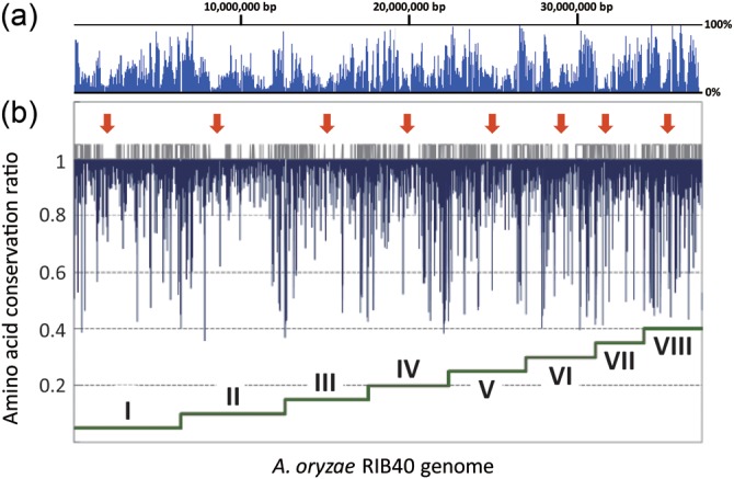 Comparative genome analysis between Aspergillus oryzae strains reveals close relationship between sites of mutation localization and regions of highly divergent genes among Aspergillus species.