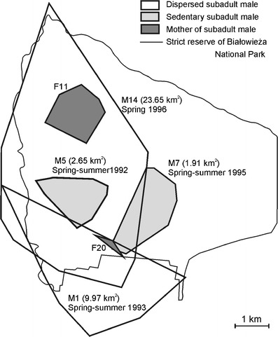 Alternative strategies in the acquisition of home ranges by male pine martens in a high-density population.