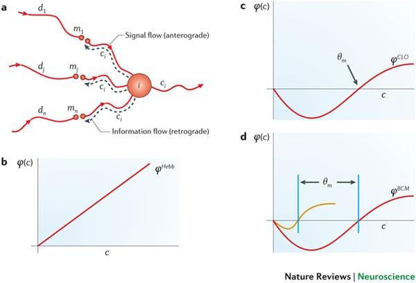 The BCM theory of synapse modification at 30: interaction of theory with experiment