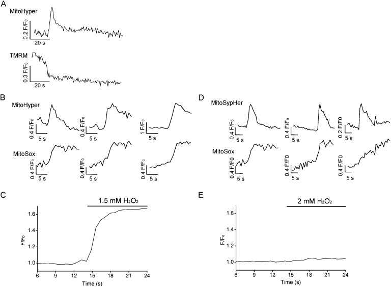 Mitochondria-targeted cpYFP: pH or superoxide sensor?