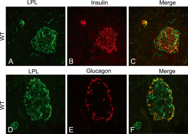 Localization of lipoprotein lipase and GPIHBP1 in mouse pancreas: effects of diet and leptin deficiency.