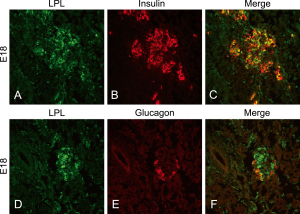 Localization of lipoprotein lipase and GPIHBP1 in mouse pancreas: effects of diet and leptin deficiency.