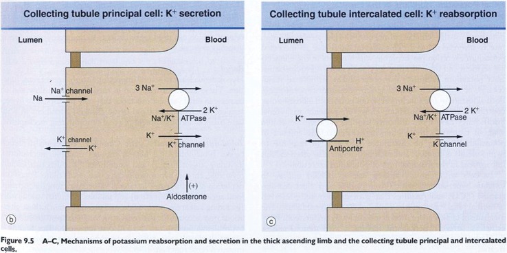 Hypokalaemia: common things occur commonly - a retrospective survey.