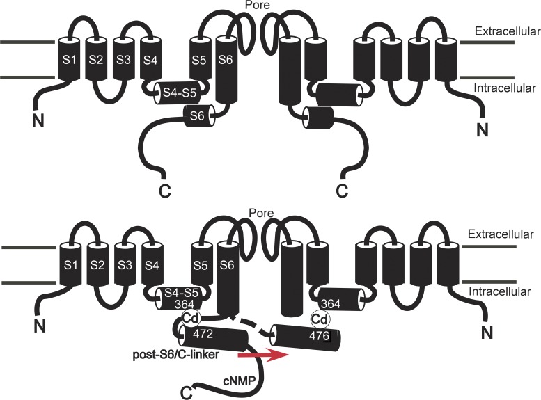 Unlocking the mechanisms of HCN channel gating with locked-open and locked-closed channels.