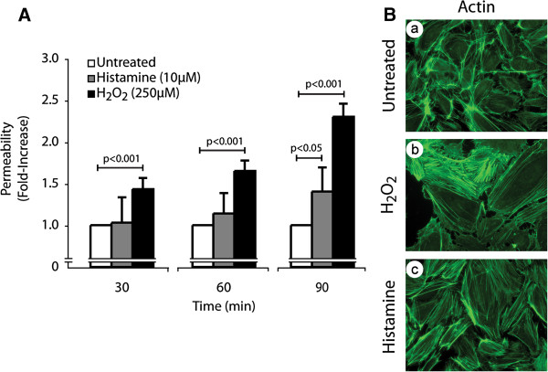 Regulation of endothelial permeability and transendothelial migration of cancer cells by tropomyosin-1 phosphorylation.
