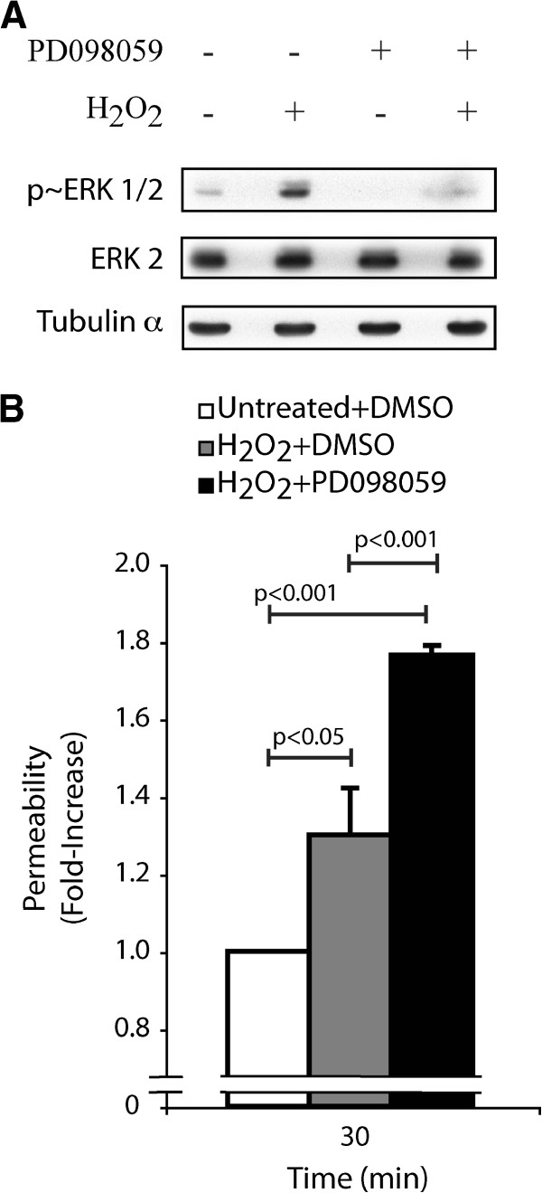 Regulation of endothelial permeability and transendothelial migration of cancer cells by tropomyosin-1 phosphorylation.