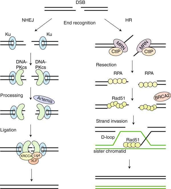 Pathway choice in DNA double strand break repair: observations of a balancing act.