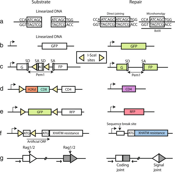 Pathway choice in DNA double strand break repair: observations of a balancing act.