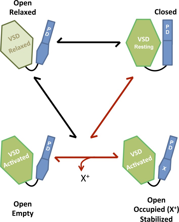 Open-state stabilization in Kv channels: voltage-sensor relaxation and pore propping by a bound ion.